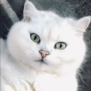 Meet your Posher, Pamela